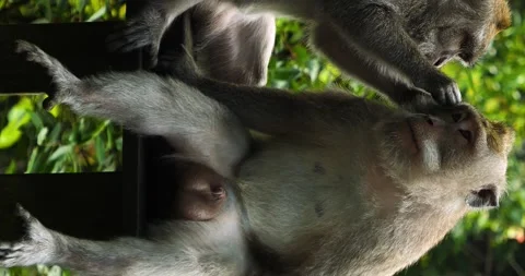 Macaque monkeys deloused in the Sacred Monkey Forest Sanctuary on bali Stock-Footage 242813809