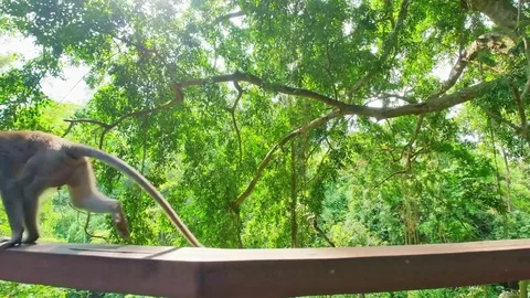 Macaque monkeys in green forest park in Ubud, Bali, Indonesia. Jumping animal Stock Footage 73545940