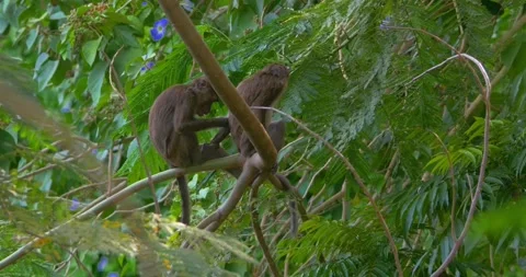 Macaque Monkeys Grooming Stock Footage