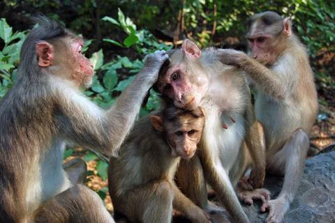 Macaque Monkeys grooming Stock Photos