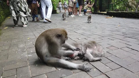 Macaque Monkeys Grooming on Stone Pathway Around Tourists Sacred Monkey Forest Stock Footage 339751432