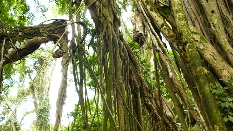 Macaque monkeys jumping in trees in Monkeyforest in Ubud, Bali Stock Footage 83088501
