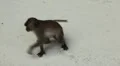 Macaque Monkeys on Monkey Beach on Phi Phi Islands, Phi Phi Don, Thailand HD Footage