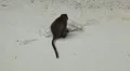 Macaque Monkeys on Monkey Beach on Phi Phi Islands, Phi Phi Don, Thailand HD Footage