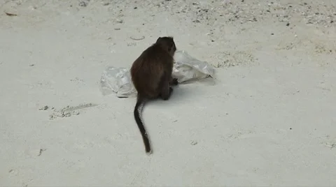 Macaque Monkeys on Monkey Beach on Phi Phi Islands, Phi Phi Don, Thailand Vídeo Stock 8646940