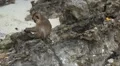 Macaque Monkeys on Monkey Beach on Phi Phi Islands, Phi Phi Don, Thailand HD Footage