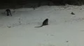 Macaque Monkeys on Monkey Beach on Phi Phi Islands, Phi Phi Don, Thailand HD Footage