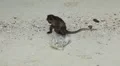 Macaque Monkeys on Monkey Beach on Phi Phi Islands, Phi Phi Don, Thailand HD Footage