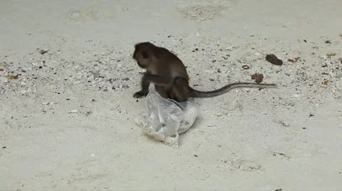 Macaque Monkeys on Monkey Beach on Phi Phi Islands, Phi Phi Don, Thailand Stockbeeldmateriaal 8647006