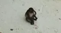 Macaque Monkeys on Monkey Beach on Phi Phi Islands, Phi Phi Don, Thailand HD Footage