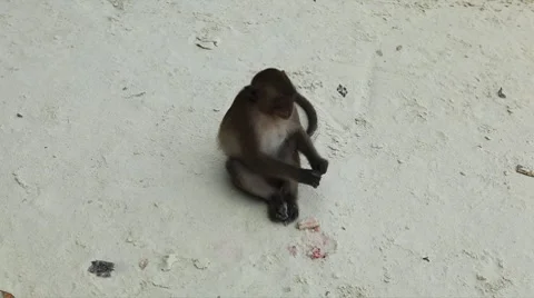 Macaque Monkeys on Monkey Beach on Phi Phi Islands, Phi Phi Don, Thailand Stock Footage 8647063