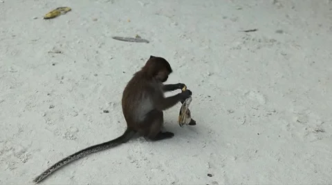 Macaque Monkeys on Monkey Beach on Phi Phi Islands, Phi Phi Don, Thailand Vídeo Stock 8647082
