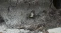 Macaque Monkeys on Monkey Beach on Phi Phi Islands, Phi Phi Don, Thailand HD Footage
