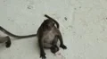 Macaque Monkeys on Monkey Beach on Phi Phi Islands, Phi Phi Don, Thailand HD Footage