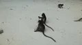 Macaque Monkeys on Monkey Beach on Phi Phi Islands, Phi Phi Don, Thailand HD Footage