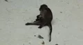 Macaque Monkeys on Monkey Beach on Phi Phi Islands, Phi Phi Don, Thailand HD Footage