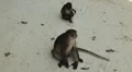 Macaque Monkeys on Monkey Beach on Phi Phi Islands, Phi Phi Don, Thailand HD Footage