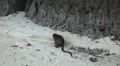 Macaque Monkeys on Monkey Beach on Phi Phi Islands, Phi Phi Don, Thailand HD Footage