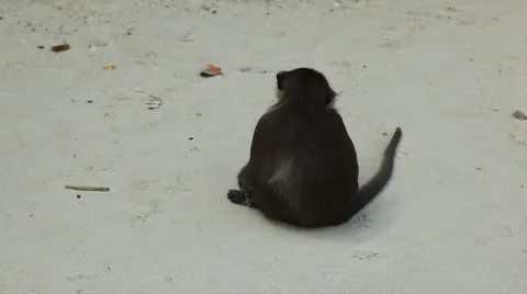 Macaque Monkeys on Monkey Beach on Phi Phi Islands, Phi Phi Don, Thailand 動画素材 8647275