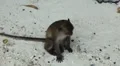 Macaque Monkeys on Monkey Beach on Phi Phi Islands, Phi Phi Don, Thailand HD Footage