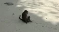 Macaque Monkeys on Monkey Beach on Phi Phi Islands, Phi Phi Don, Thailand HD Footage