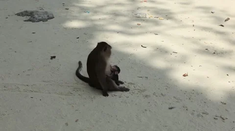 Macaque Monkeys on Monkey Beach on Phi Phi Islands, Phi Phi Don, Thailand Vídeo Stock 8647288