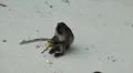 Macaque Monkeys on Monkey Beach on Phi Phi Islands, Phi Phi Don, Thailand HD Footage