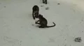 Macaque Monkeys on Monkey Beach on Phi Phi Islands, Phi Phi Don, Thailand HD Footage