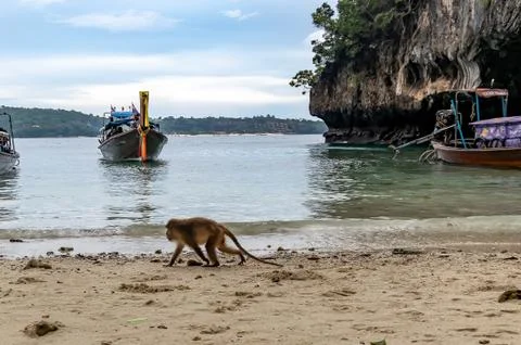 Macaque monkeys at Monkey beach in Phi Phi Islands, Thailand. Stock Photos