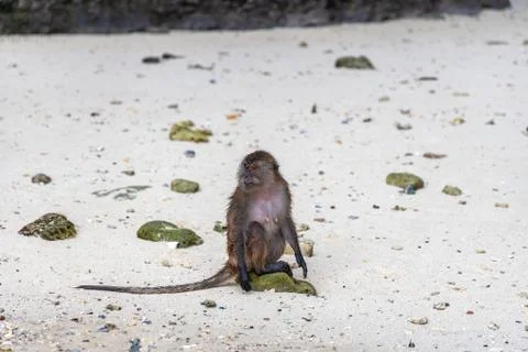 Macaque monkeys at Monkey beach in Phi Phi Islands, Thailand. Stock Photos