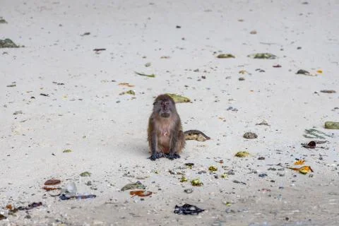 Macaque monkeys at Monkey beach in Phi Phi Islands, Thailand. Stock Photos