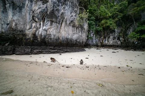 Macaque monkeys at Monkey beach in Phi Phi Islands, Thailand. Stock Photos