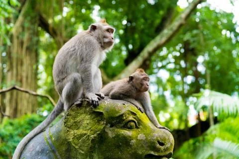 Macaque monkeys at Monkey Forest, Bali, Indonesia Stock Photos
