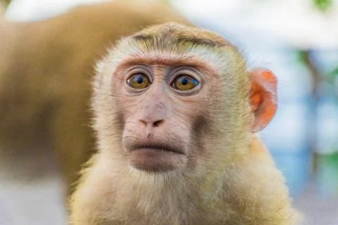 The Macaque Monkeys of Monkey Hill, Phuket. Stock Photos