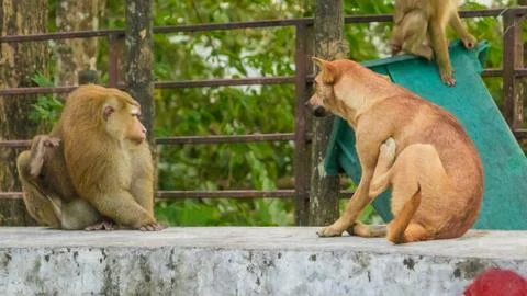 The Macaque Monkeys of Monkey Hill, Phuket. Stock Photos