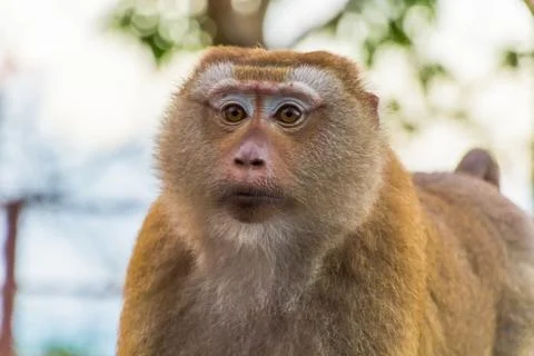 The Macaque Monkeys of Monkey Hill, Phuket. Stock Photos