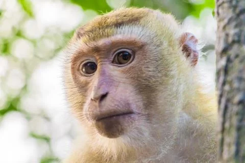 The Macaque Monkeys of Monkey Hill, Phuket. Stock Photos