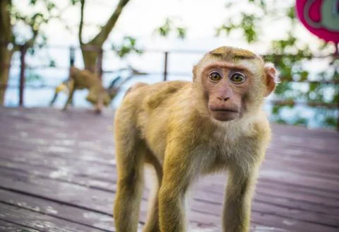 The Macaque Monkeys of Monkey Hill, Phuket. Stock Photos