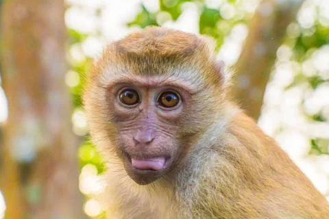 The Macaque Monkeys of Monkey Hill, Phuket. Stock Photos
