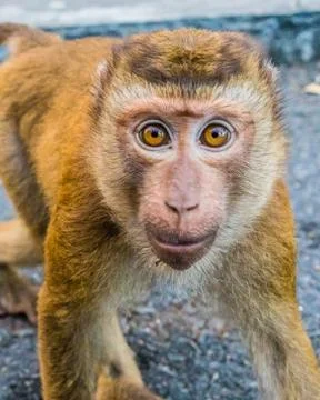 The Macaque Monkeys of Monkey Hill, Phuket. Stock Photos