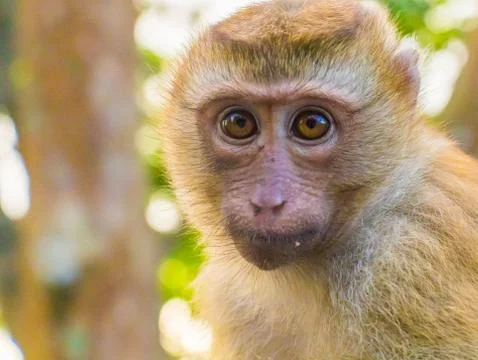 The Macaque Monkeys of Monkey Hill, Phuket. Stock Photos