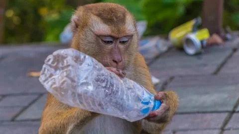 The Macaque Monkeys of Monkey Hill, Phuket. Stock Photos