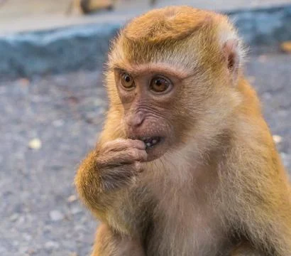 The Macaque Monkeys of Monkey Hill, Phuket. Stock Photos