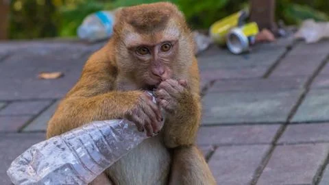 The Macaque Monkeys of Monkey Hill, Phuket. Stock Photos