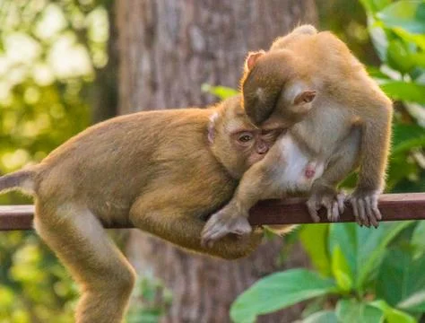 The Macaque Monkeys of Monkey Hill, Phuket. Stock Photos