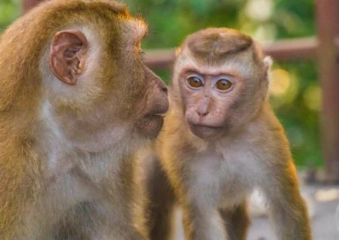 The Macaque Monkeys of Monkey Hill, Phuket. Stock Photos