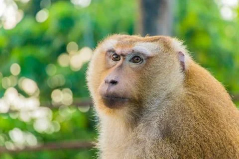 The Macaque Monkeys of Monkey Hill, Phuket. Stock Photos