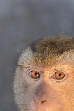 The Macaque Monkeys of Monkey Hill, Phuket. Stock Photos