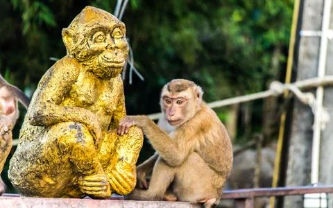 The Macaque Monkeys of Monkey Hill, Phuket. Stock Photos