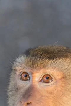 The Macaque Monkeys of Monkey Hill, Phuket. Stock Photos
